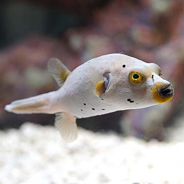 Dogface Puffer