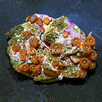 Cinder Colony Polyp Rock Zoanthus Indonesia IM (click for more detail)