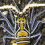 Blue Spiny Lobster  (click for more detail)