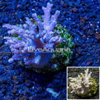 Sinularia Leather Coral Indonesia (click for more detail)