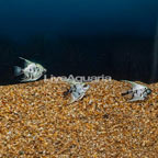 Panda Angelfish, Trio (click for more detail)