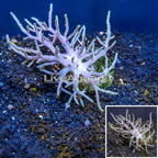 Sinularia Leather Coral Indonesia (click for more detail)