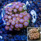 Zoanthus Coral Indonesia (click for more detail)