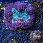 Lobed Brain Coral Australia (click for more detail)