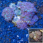 Hairy Mushroom Coral Indonesia (click for more detail)