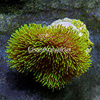Toadstool Mushroom Leather Coral Bali (click for more detail)