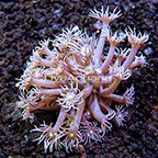USA Cultured Ultra Goniopora Coral (click for more detail)