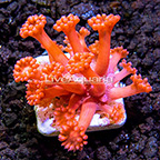 Australian Red Goniopora Coral (click for more detail)