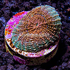LiveAquaria® Chromatic Echinata Coral (click for more detail)