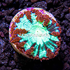 USA Cultured Ultra Red and Green Blastomussa Coral (click for more detail)
