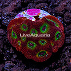 USA Cultured Flame Boy Dipsastraea Brain Coral  (click for more detail)