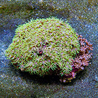 Starburst Polyp Rock Combo Indonesia (click for more detail)