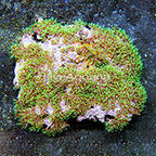 Starburst Polyp Rock Indonesia (click for more detail)