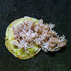 Pom Pom Xenia Coral Indonesia (click for more detail)