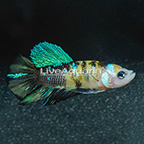 Yellow Koi Galaxy Plakat Betta, Male (click for more detail)