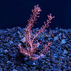 ORA® Grube's Gorgonian (click for more detail)