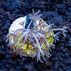 Biota Cultured Blue Xenia Coral (click for more detail)
