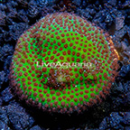 USA Cultured Screaming Demon Porites Coral (click for more detail)
