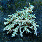 Aussie Tabling Acropora Coral (click for more detail)