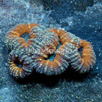 Aussie Lobed Brain Coral  (click for more detail)