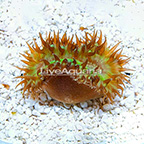 Aussie Walking Heteropsammia Coral (click for more detail)