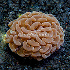 Aussie Gold Tip Hammer Coral  (click for more detail)