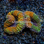 Aussie Lobed Brain Coral  (click for more detail)