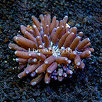 Aussie Long Tentacle Plate Coral  (click for more detail)