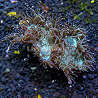 Aussie Elegance Coral  (click for more detail)