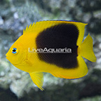 Rock Beauty Angelfish  (click for more detail)