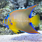 Caribbean Queen Angelfish, Adult [Blemish] (click for more detail)