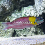 Paddlefin Wrasse Terminal Phase Male [Blemish] (click for more detail)