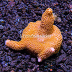 LiveAquaria® Peach Digitata Montipora Coral (click for more detail)
