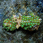 Radioactive Dragon Eye Colony Polyp Rock Zoanthus Indonesia IM (click for more detail)