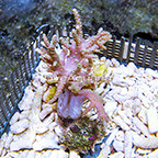 Aussie Sinularia Finger Leather Coral (click for more detail)