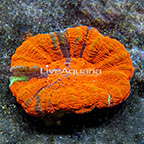 Aussie Scolymia Coral (click for more detail)