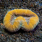 Aussie Lobed Brain Coral (click for more detail)