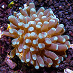 Grape Coral Tonga (click for more detail)