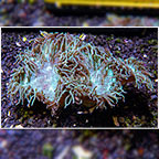 Aussie Elegance Coral (click for more detail)