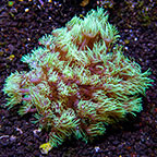 Aussie Flowerpot Coral (click for more detail)