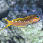 African Gold Midas Blenny  (click for more detail)