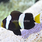 Biota Captive-Bred Clarkii Clownfish (click for more detail)