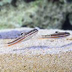 Railway Sleeper Goby (Bonded Pair) (click for more detail)