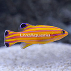 Curacao Deepwater Candy Basslet (click for more detail)