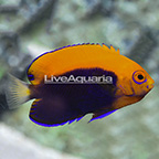 African Flameback Angelfish (click for more detail)
