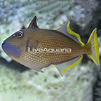 Blue Throat Triggerfish, Male (click for more detail)