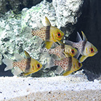 Pajama Cardinalfish (Group of 5) (click for more detail)
