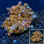 Zoanthus Coral Indonesia (click for more detail)