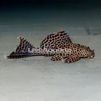 Spotted Pleco (click for more detail)