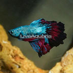 Rosepetal Betta (click for more detail)